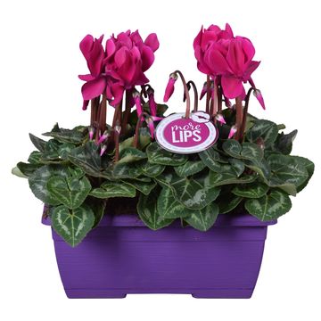 Cyclamen persicum SUPER SERIE S ALLURE MIX