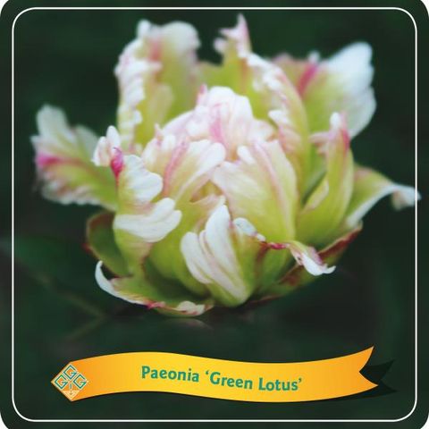 Paeonia 'Green Lotus'