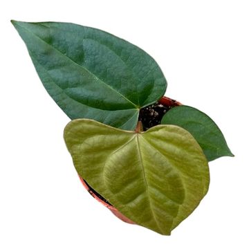 Anthurium nigrolaminum x forgetii