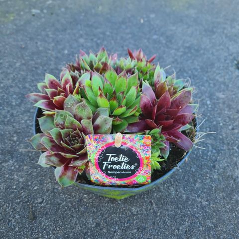 Sempervivum TOETIE FROETIES MIX IN POT