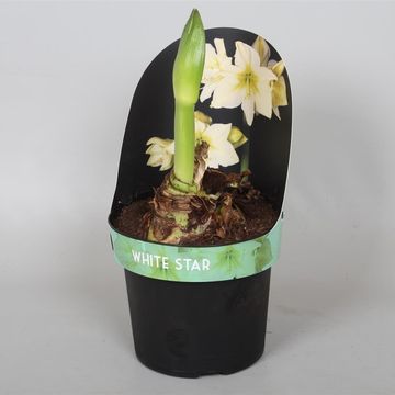 Hippeastrum WHITE STAR