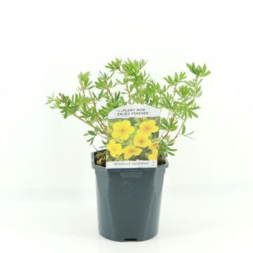 Potentilla fruticosa 'Goldfinger'