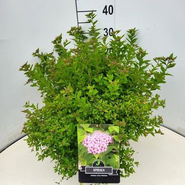 Spiraea japonica 'Little Princess'