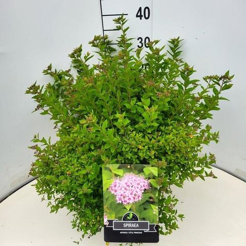 Spiraea japonica 'Little Princess'