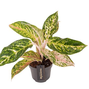 Aglaonema 'Melon Candy'