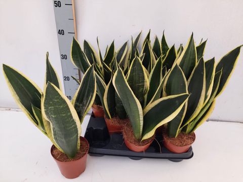 Sansevieria trifasciata 'Super Flame'