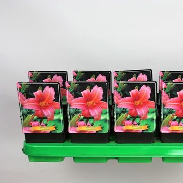 Hemerocallis 'Pink Damask'