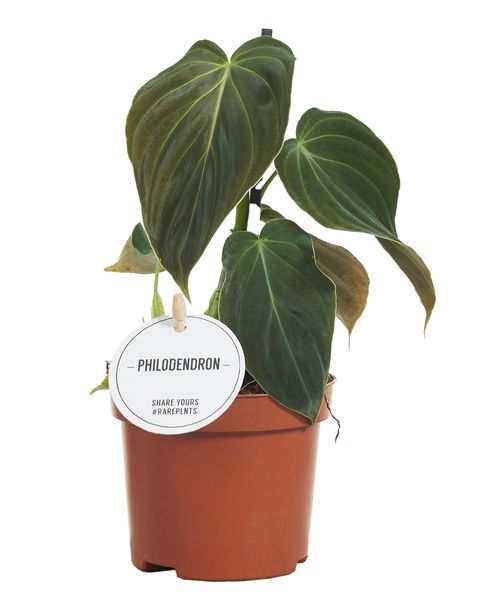 Philodendron melanochrysum