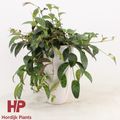 Aeschynanthus marmoratus