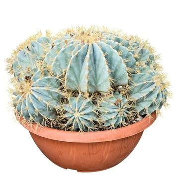 Ferocactus glaucescens
