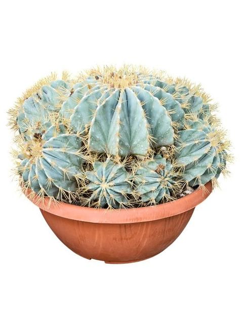 Ferocactus glaucescens