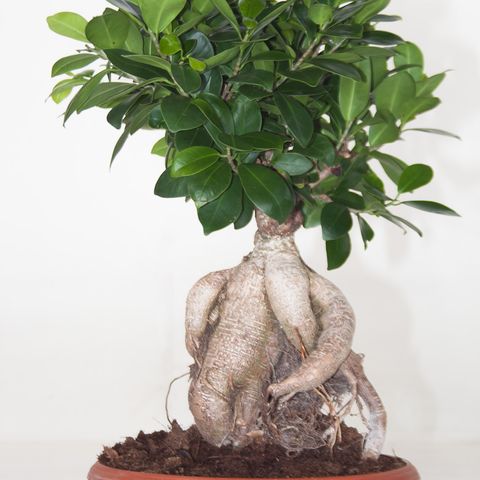 Ficus microcarpa 'Ginseng' (Ammerlaan, The Green Innovater)