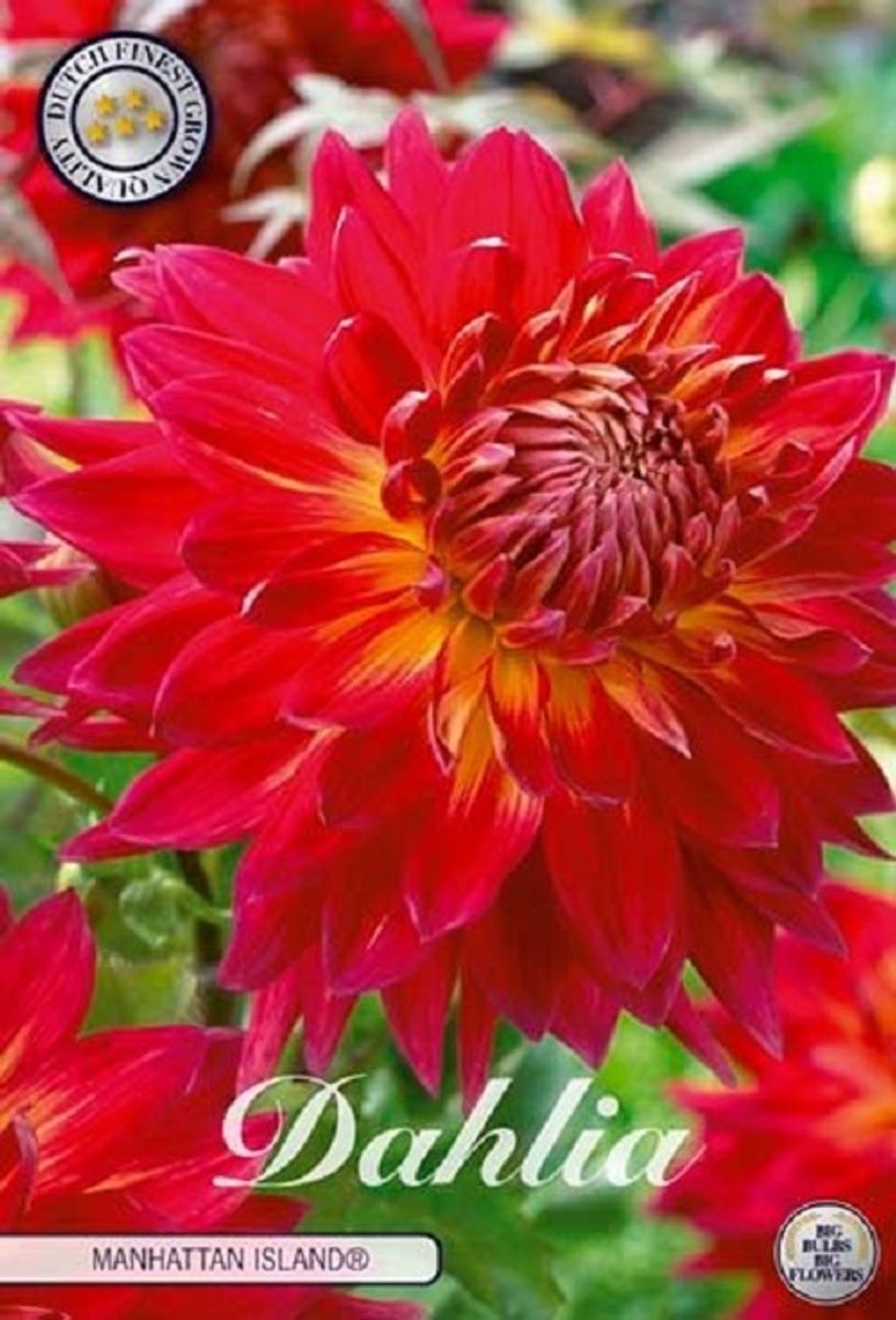 Dahlia 'Manhattan Island' — Plant Wholesale FlorAccess