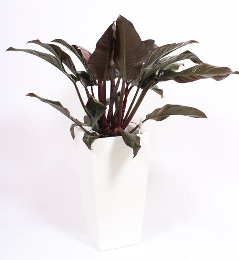 Philodendron 'Imperial Red'