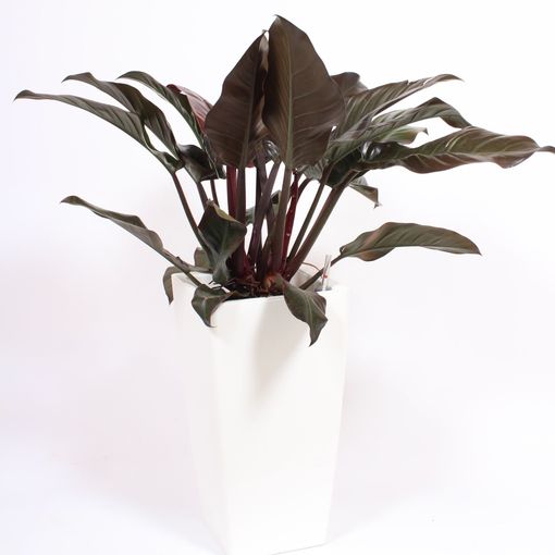 Philodendron 'Imperial Red'