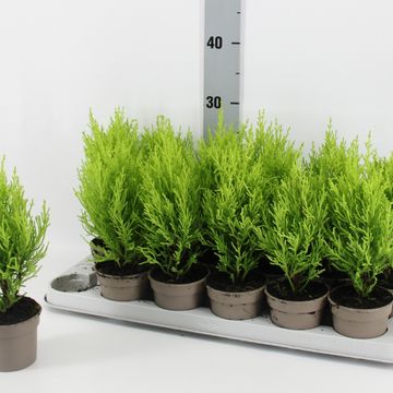 Cupressus macrocarpa 'Goldcrest Wilma'