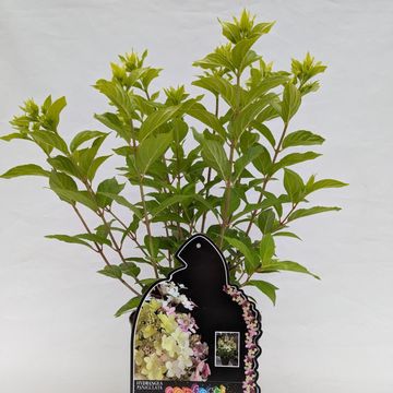 Hydrangea paniculata MAGICAL MATTERHORN