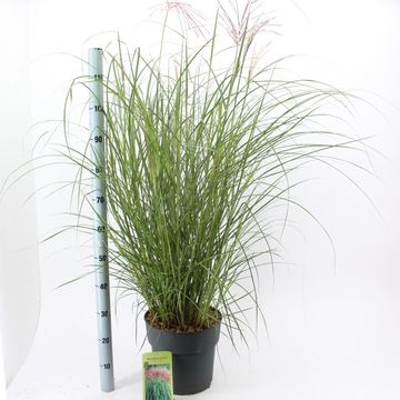 Miscanthus sinensis 'Red Chief'