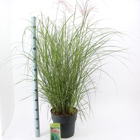 Miscanthus sinensis 'Red Chief' — Plant Wholesale FlorAccess