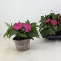 Impatiens SUNPATIENS ROSE PINK