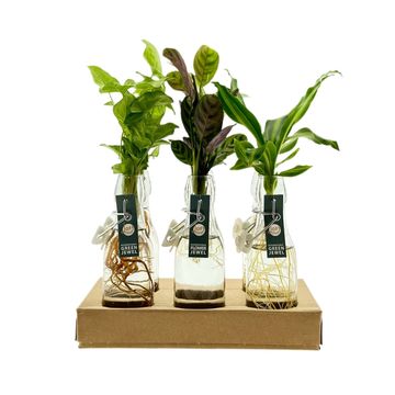 Composizione Houseplants