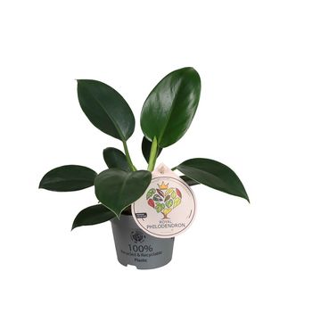 Filodendro 'Green Princess'