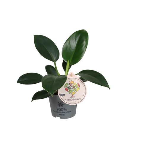 Filodendro 'Green Princess'
