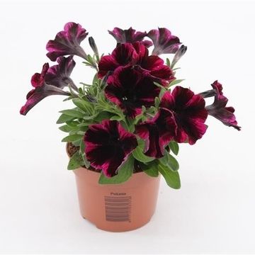 Petunia SWEETUNIA JOHNNY FLAME