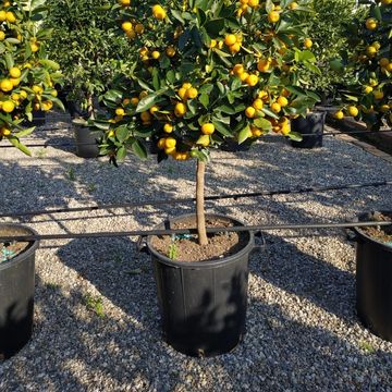 Citrus x microcarpa