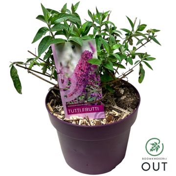 Buddleja FREE PETITE TUTTI FRUITTI