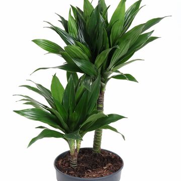 Dracaena fragrans 'Green Jewel'