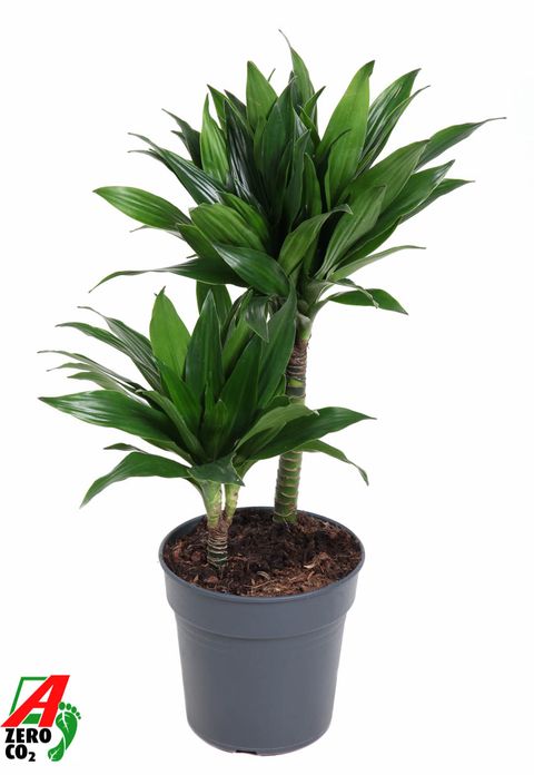 Dracaena fragrans 'Green Jewel'