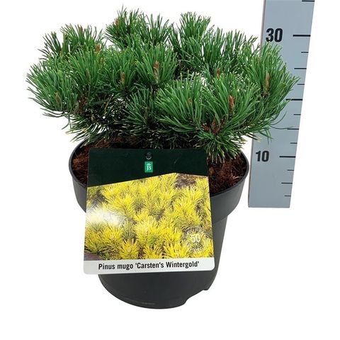 Pinus mugo 'Carsten'