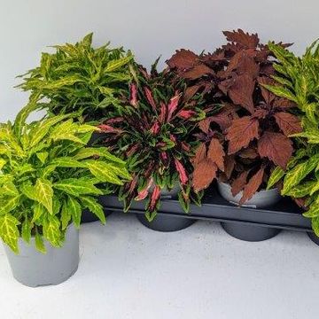 Plectranthus FLAMETHROWER MIX