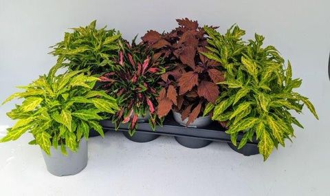 Plectranthus FLAMETHROWER MIX