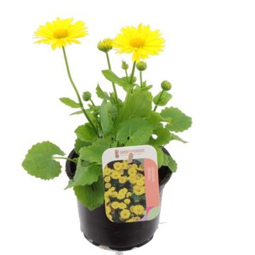 Doronicum orientale 'Leonardo'