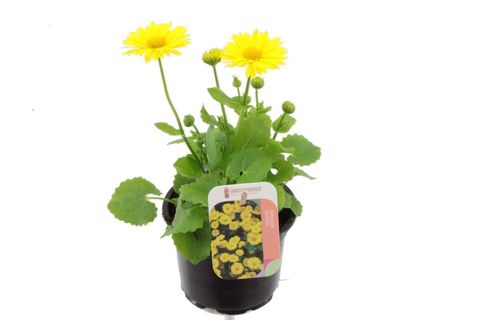 Doronicum orientale 'Leonardo'