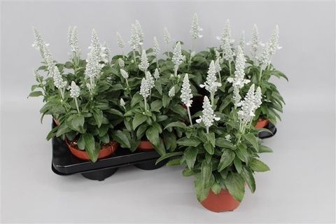 Salvia farinacea 'Sallyfun Snow White'