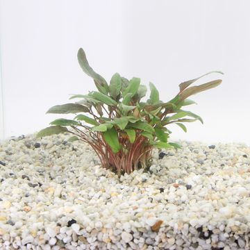 Cryptocoryne beckettii