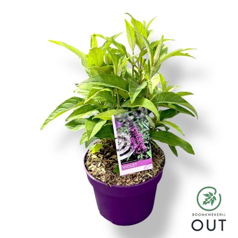 Buddleja davidii BUZZ VIOLET