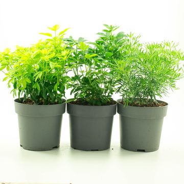 Choisya ternata MIX