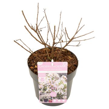 Lagerstroemia indica WITH LOVE BABE