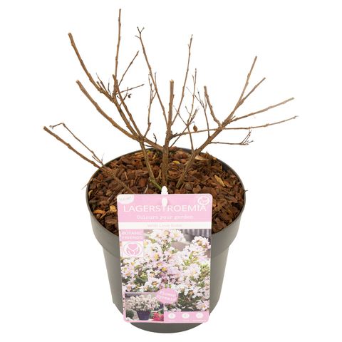 Lagerstroemia indica WITH LOVE BABE