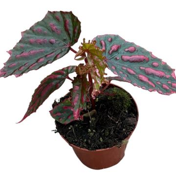 Begonia 'Mila's Miracle'