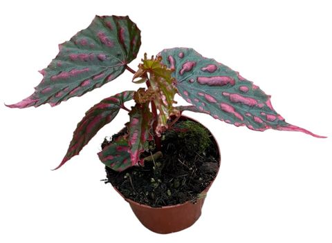 Begonia 'Mila's Miracle'
