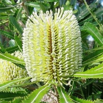 Banksia serrata