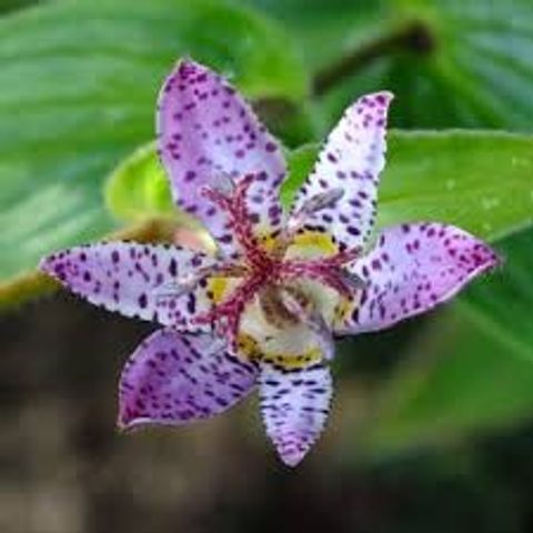 Tricyrtis formosana