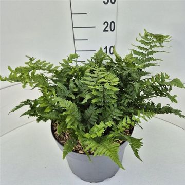 Dryopteris filix-mas