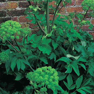 Angelica archangelica