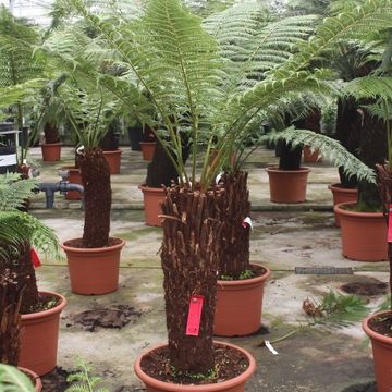 Dicksonia antarctica